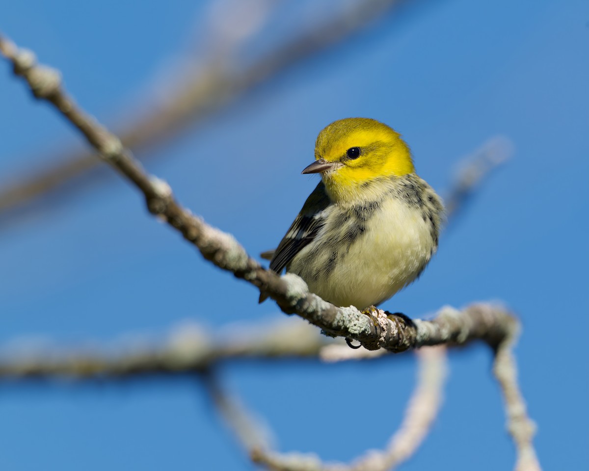 lesňáček proužkoboký - ML641842939