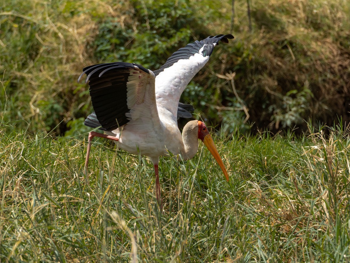 Yellow-billed Stork - ML641842941