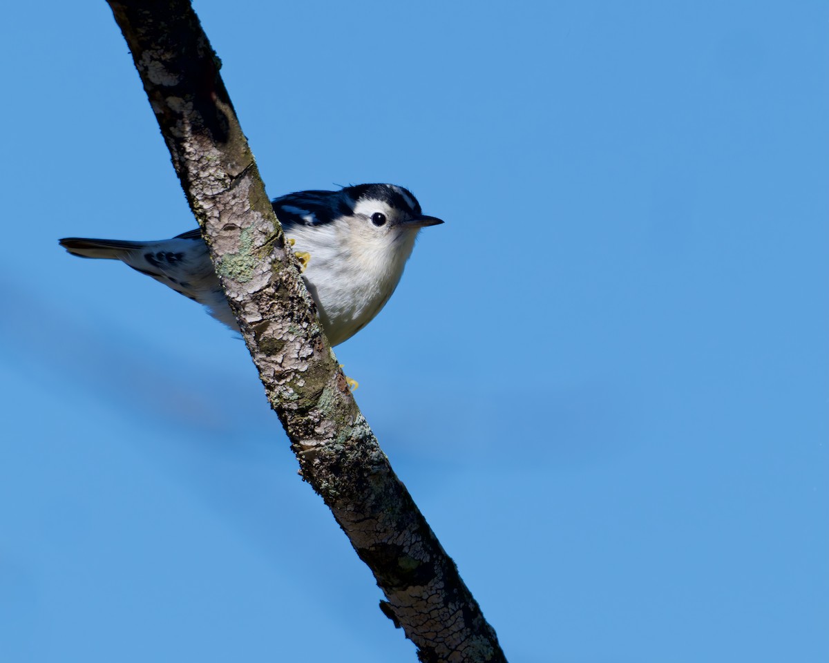 lesňáček černobílý - ML641842949