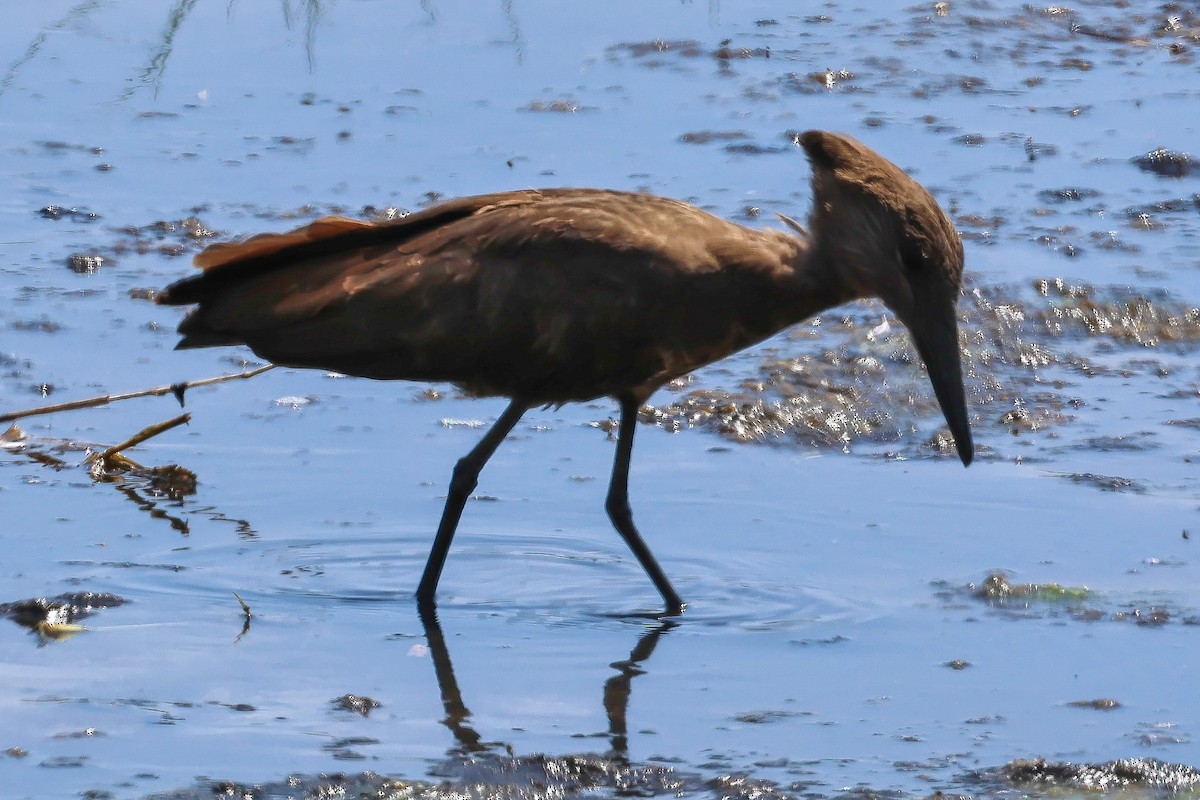 Hamerkop - ML641842950