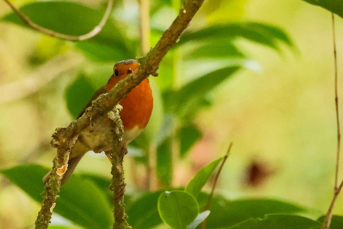 Rotkehlchen - ML641842951