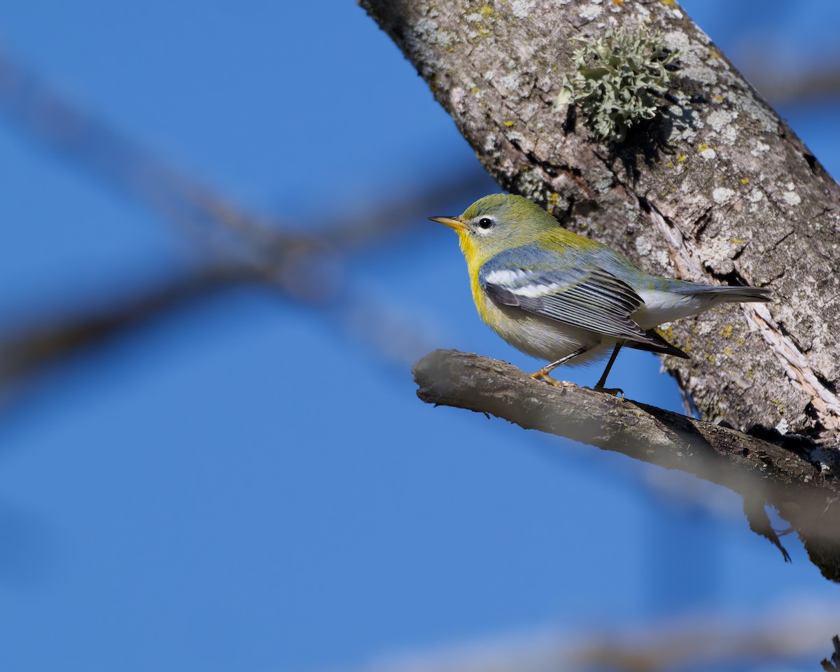 lesňáček lišejníkový - ML641842952