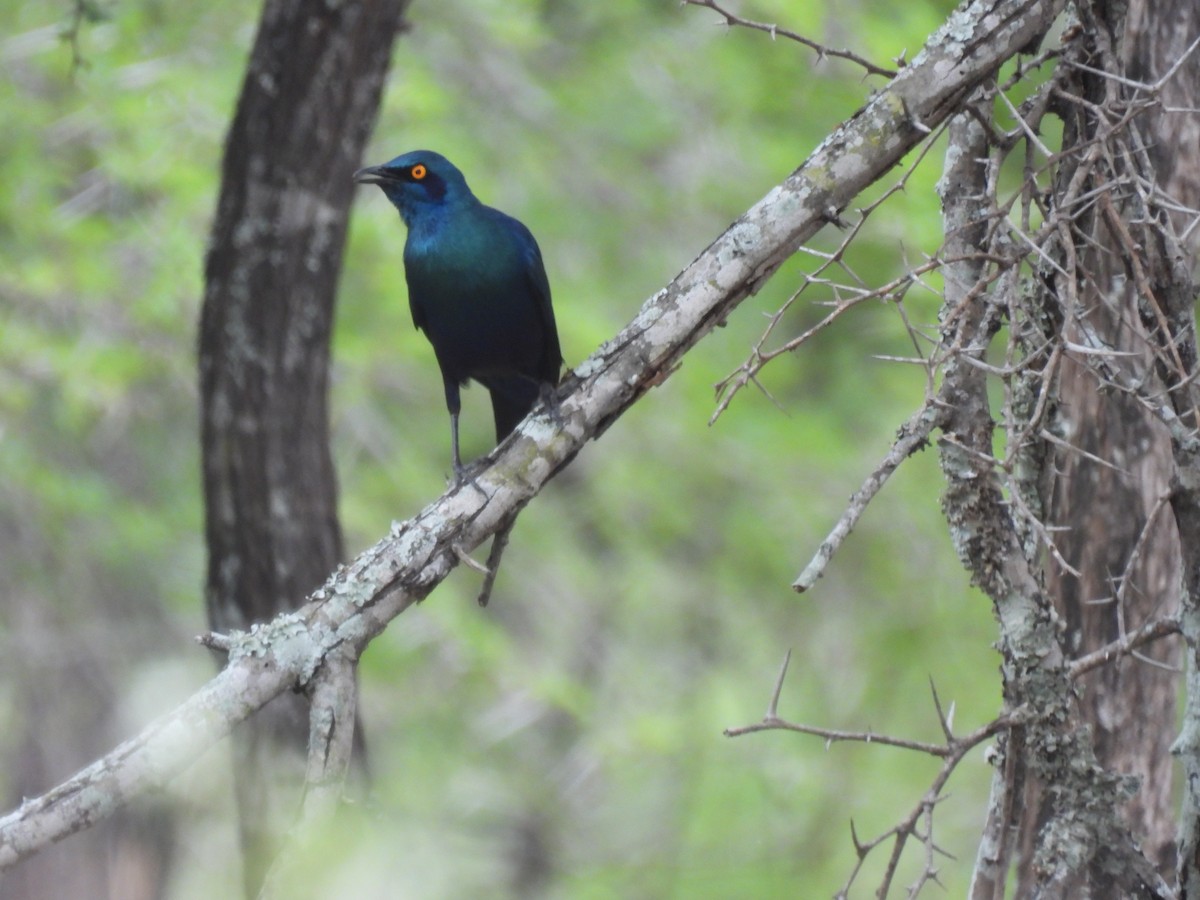 Greater Blue-eared Starling - ML641842987