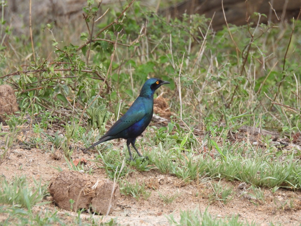 Greater Blue-eared Starling - ML641842988