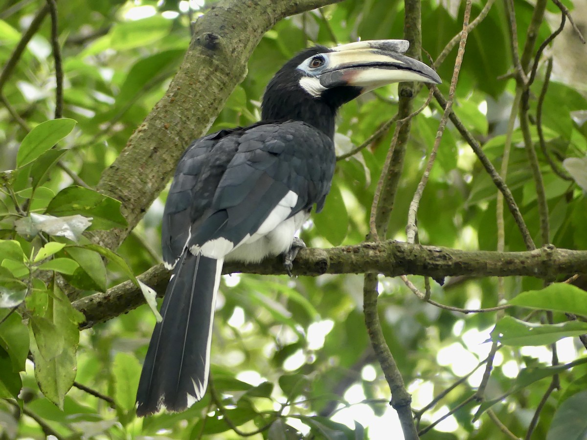 Oriental Pied-Hornbill - ML641843004