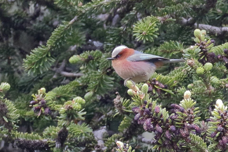 Crested Tit-Warbler - Dave Curtis