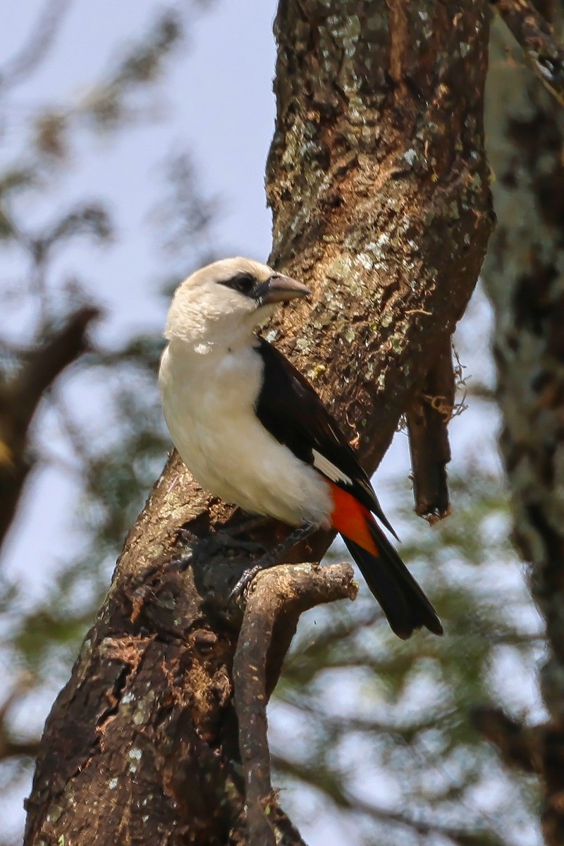 White-headed Buffalo-Weaver - ML641843032