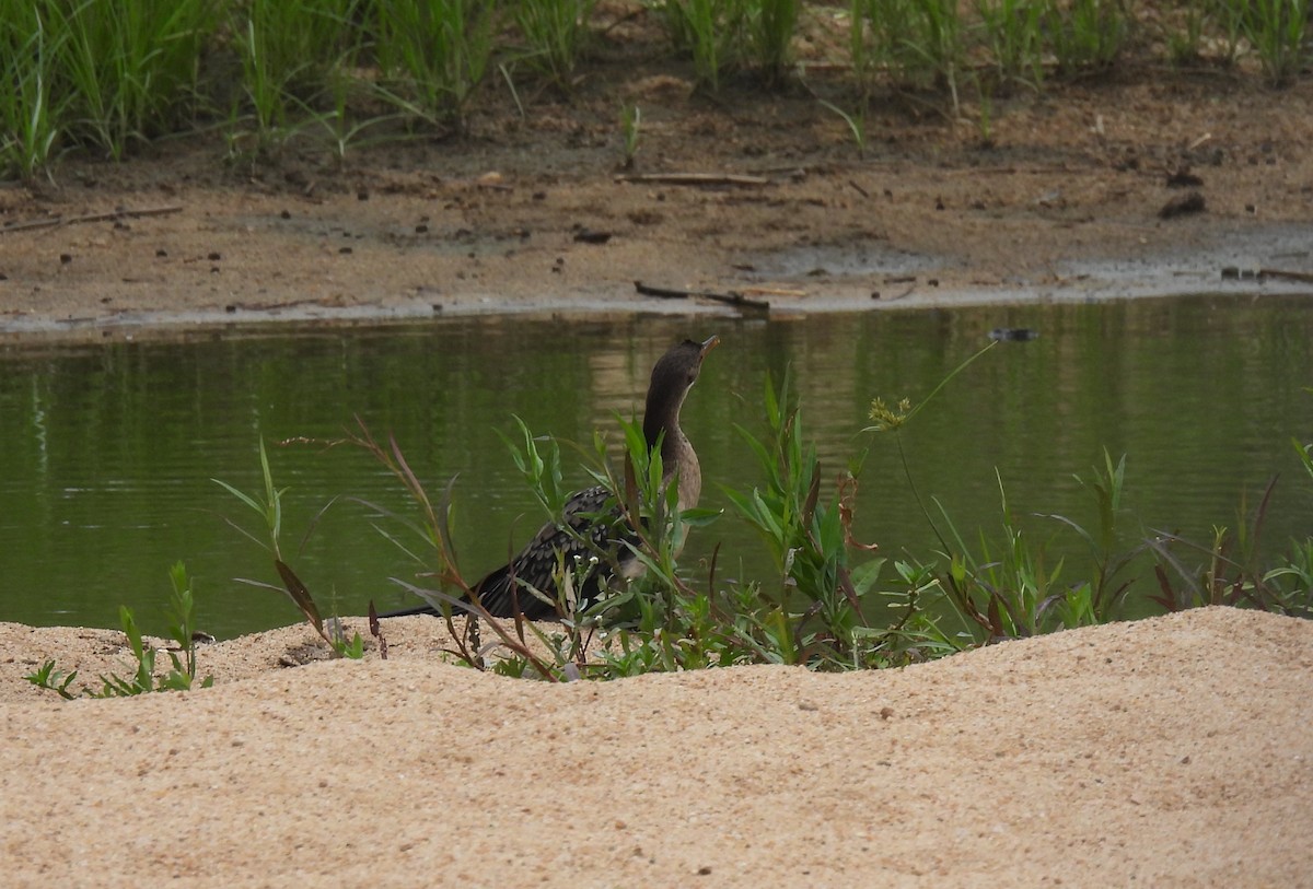 Reed Cormorant - ML641843033