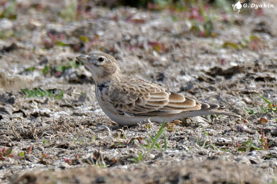 Kalanderlerche - ML641843045