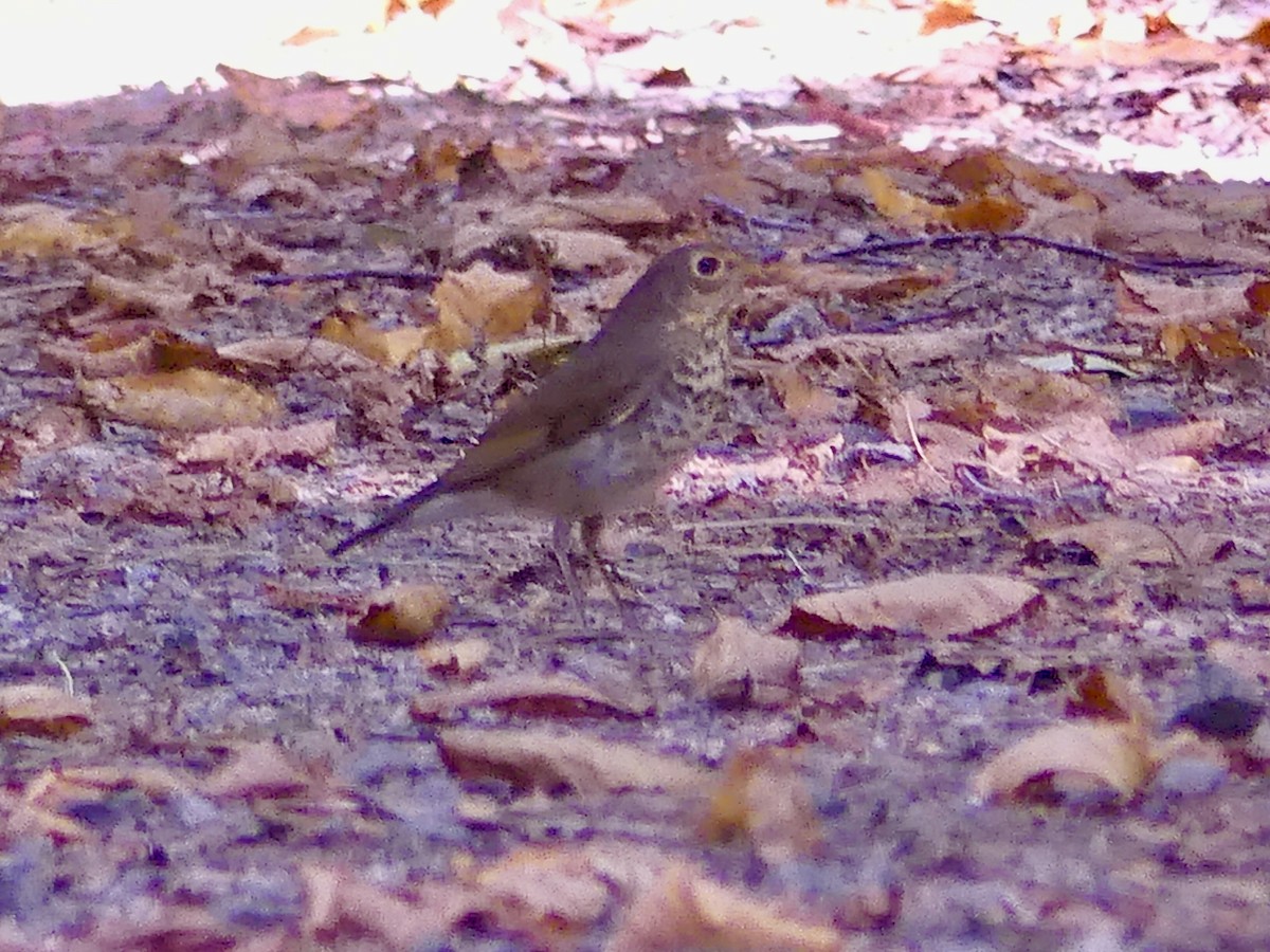 Swainson's Thrush - ML641843053