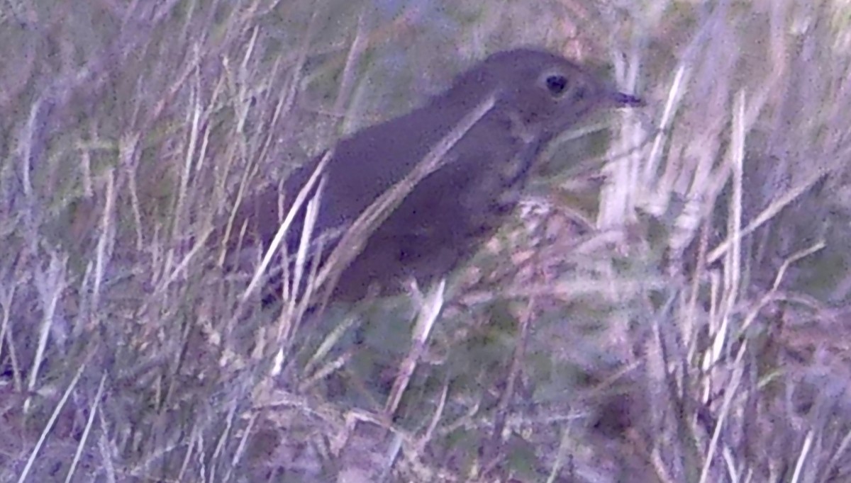 Hermit Thrush - ML641843070