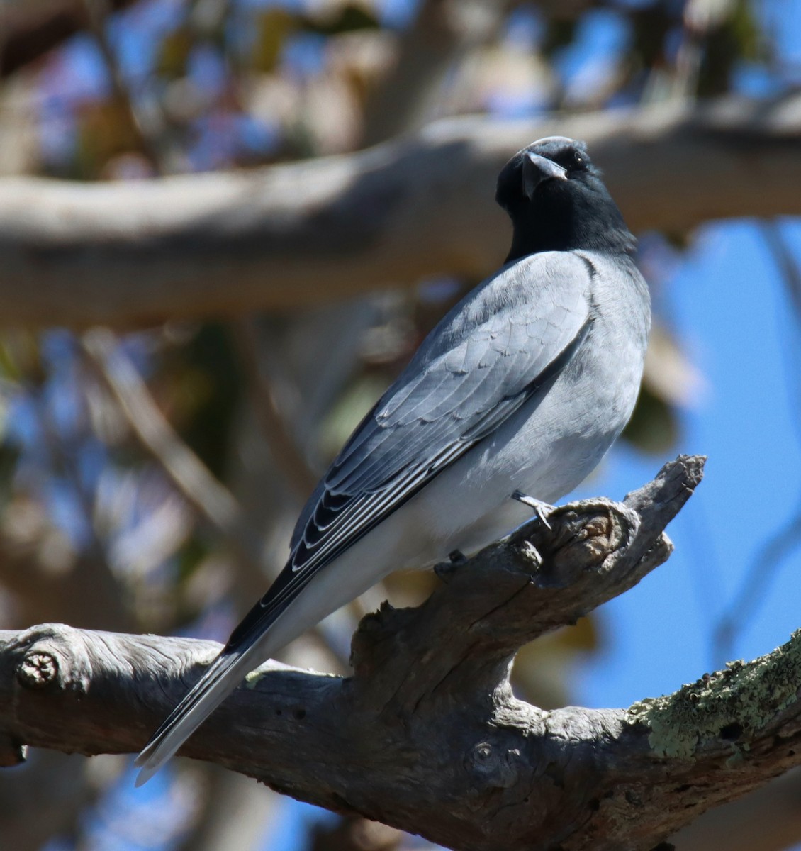 Black-faced Cuckooshrike - ML641843079