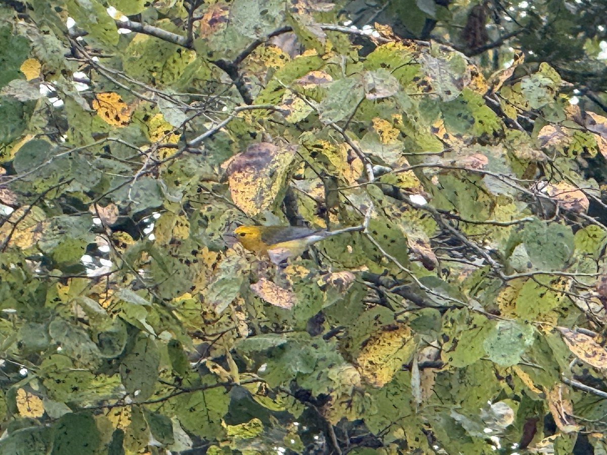 Prothonotary Warbler - ML641843084