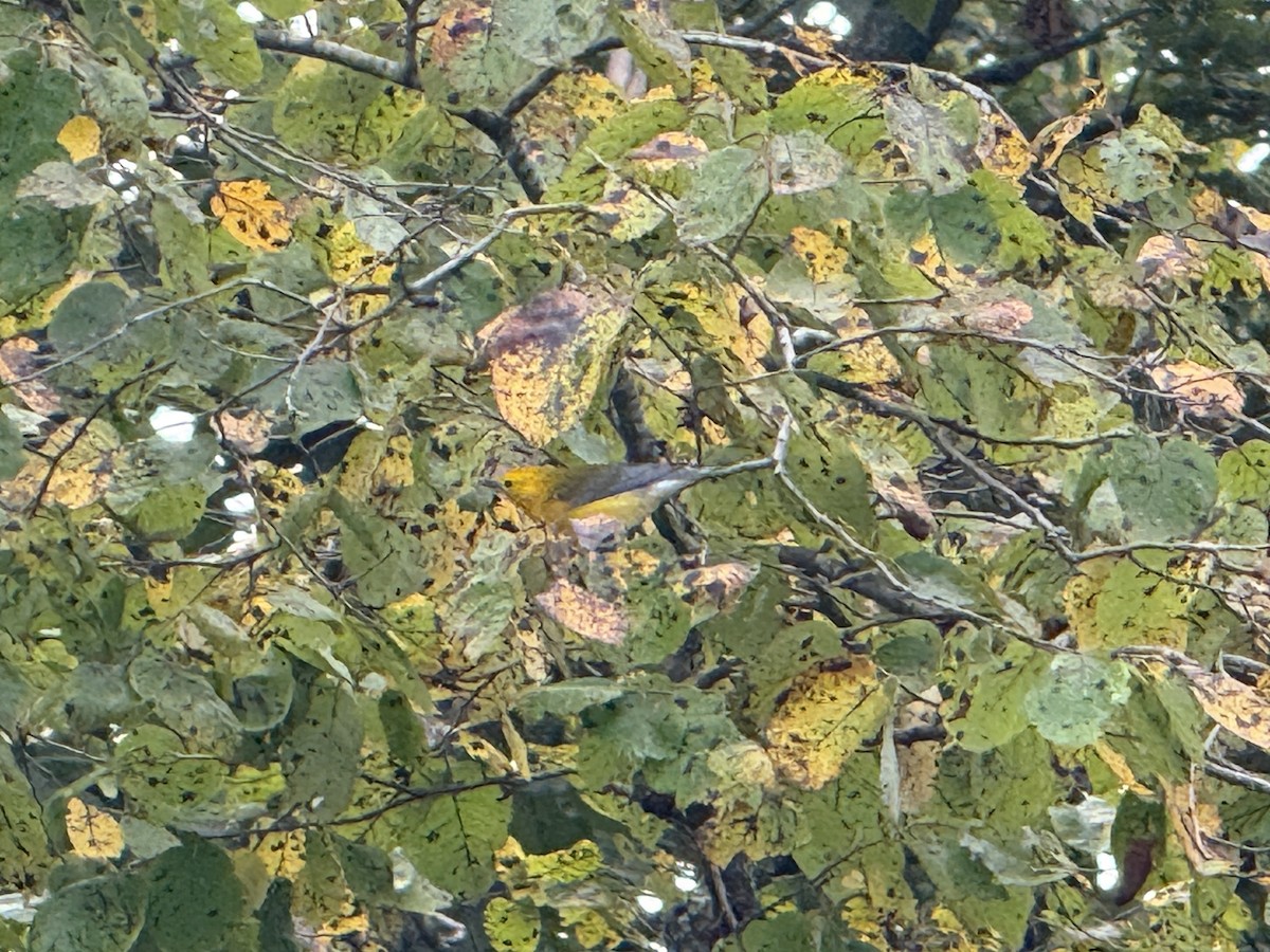 Prothonotary Warbler - ML641843085