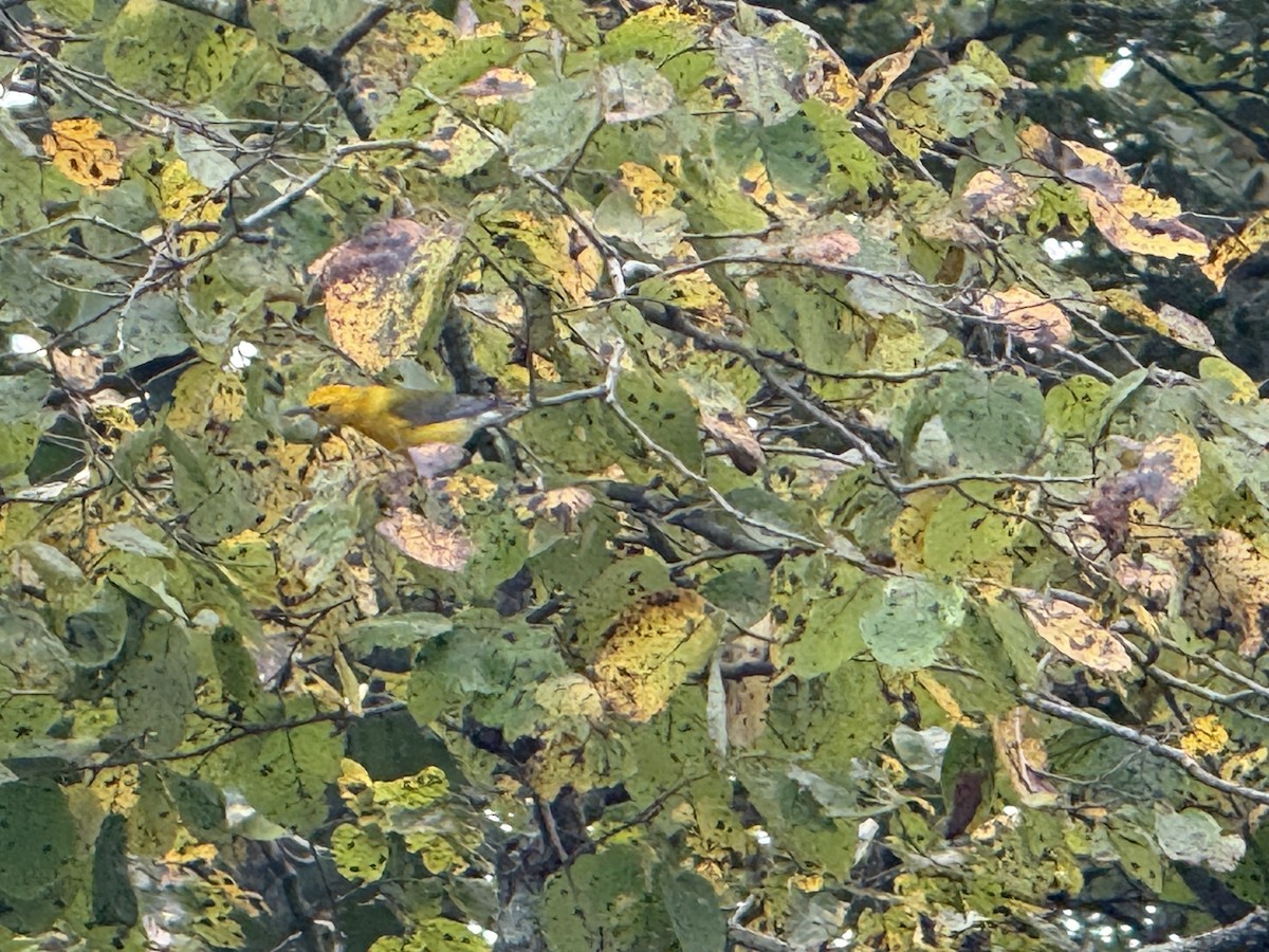 Prothonotary Warbler - ML641843086