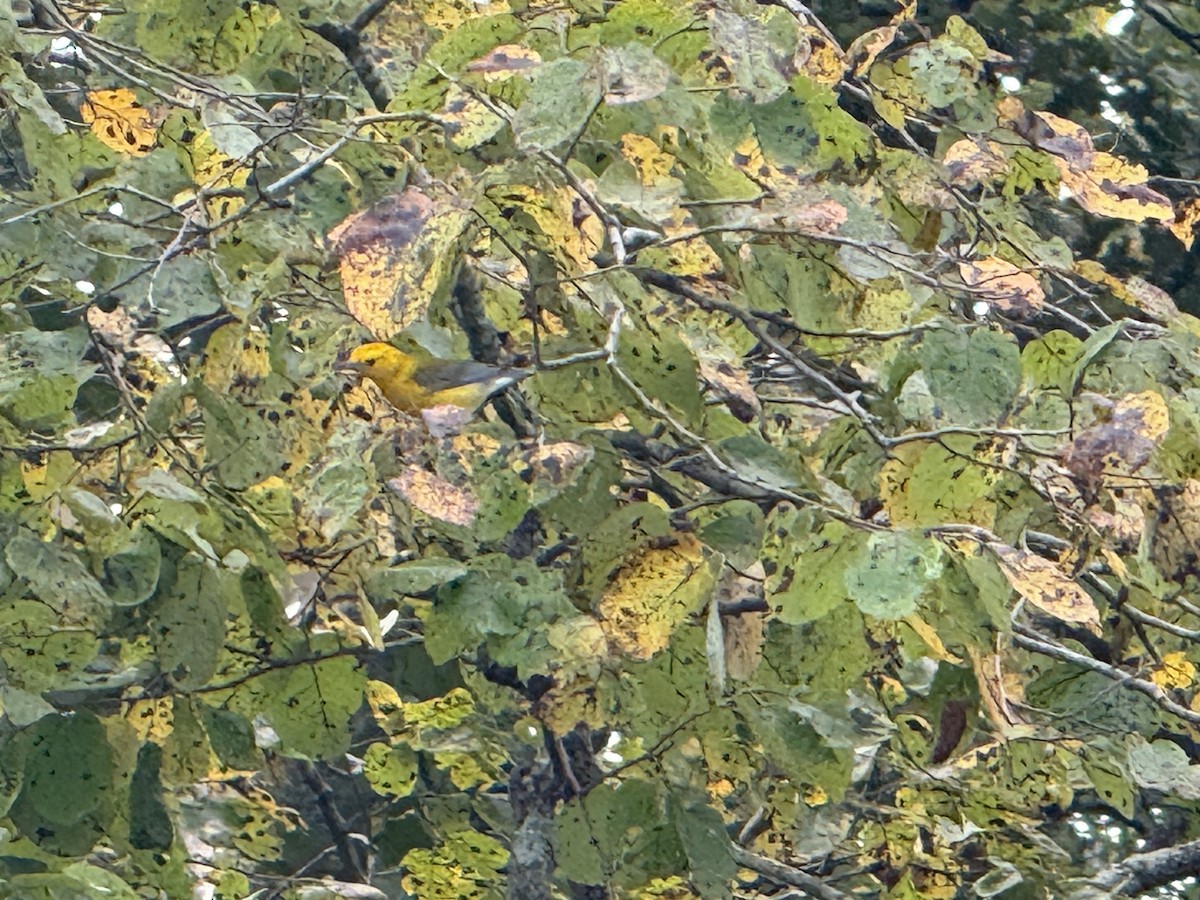 Prothonotary Warbler - ML641843087