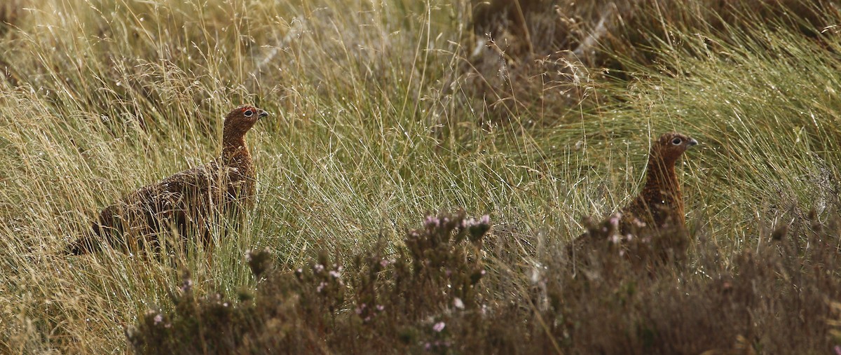 Willow Ptarmigan - ML641843093