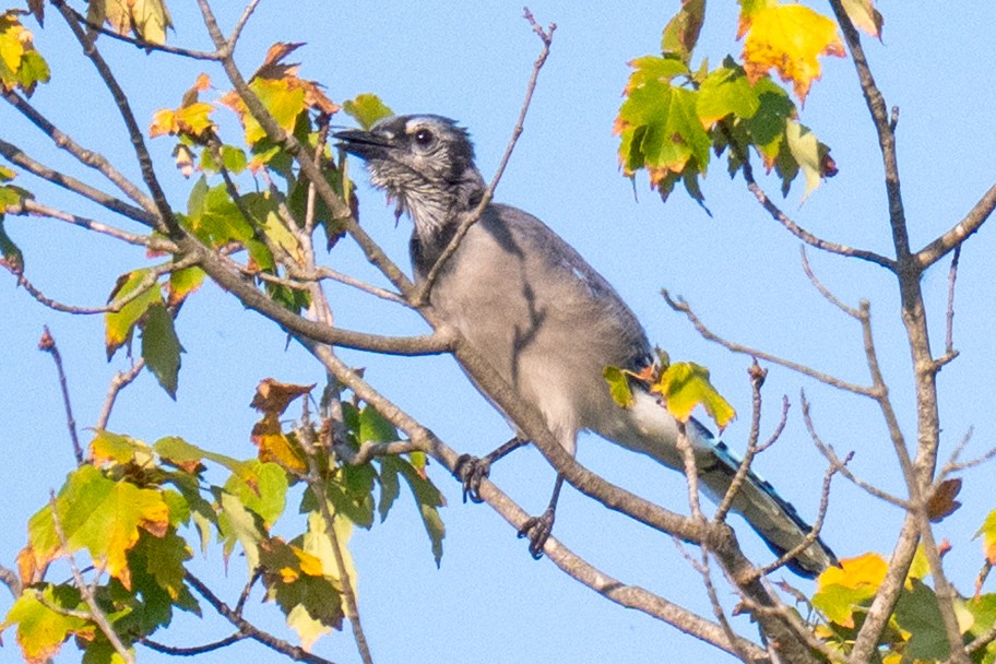 Blue Jay - ML641843101