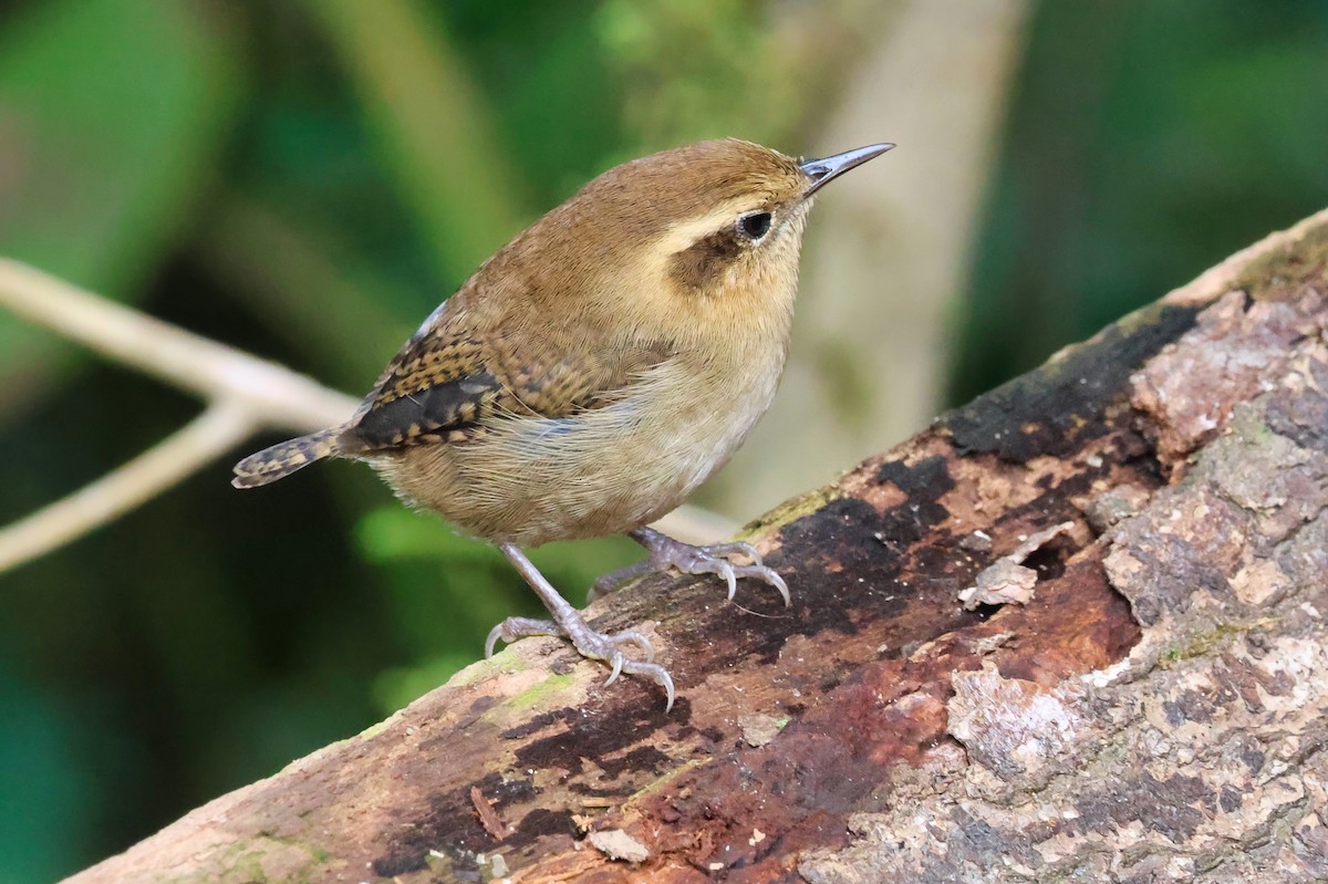 Mountain Wren - ML641843119