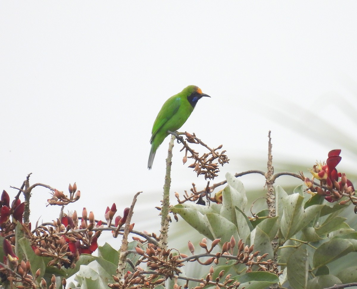 Golden-fronted Leafbird - ML641843132