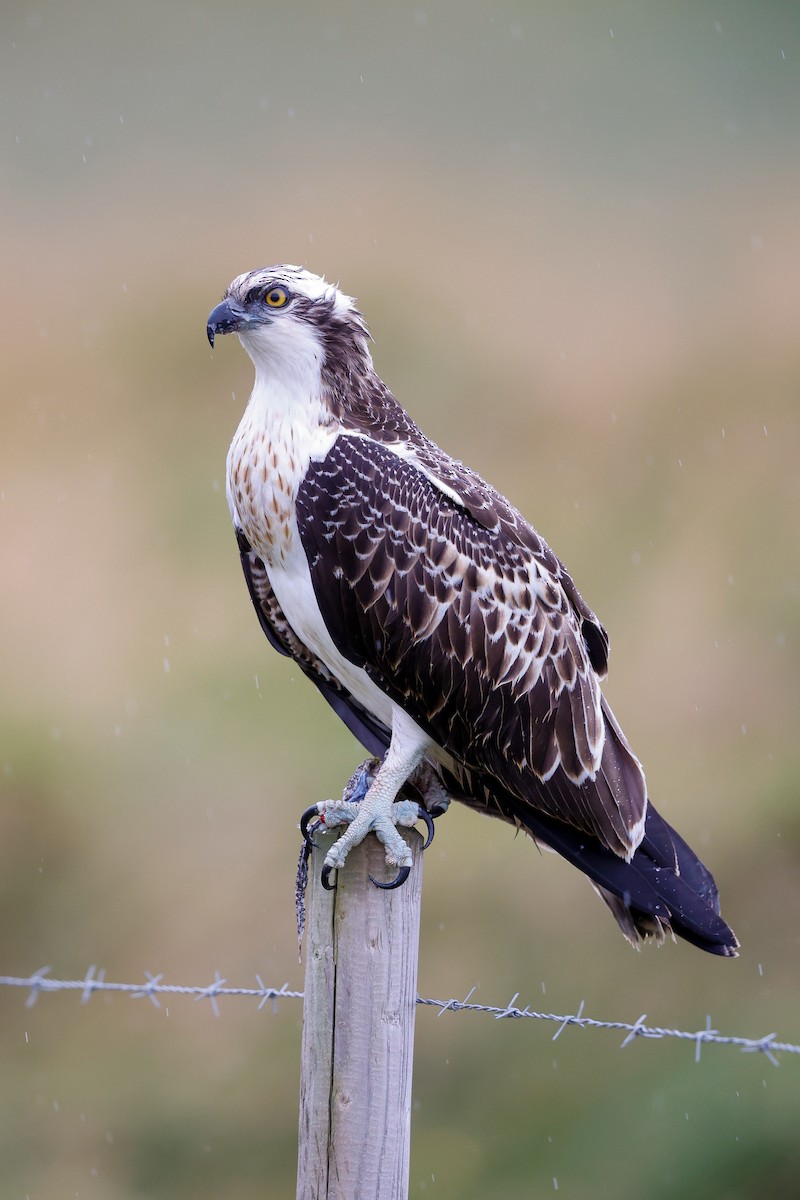 Osprey - ML641843149