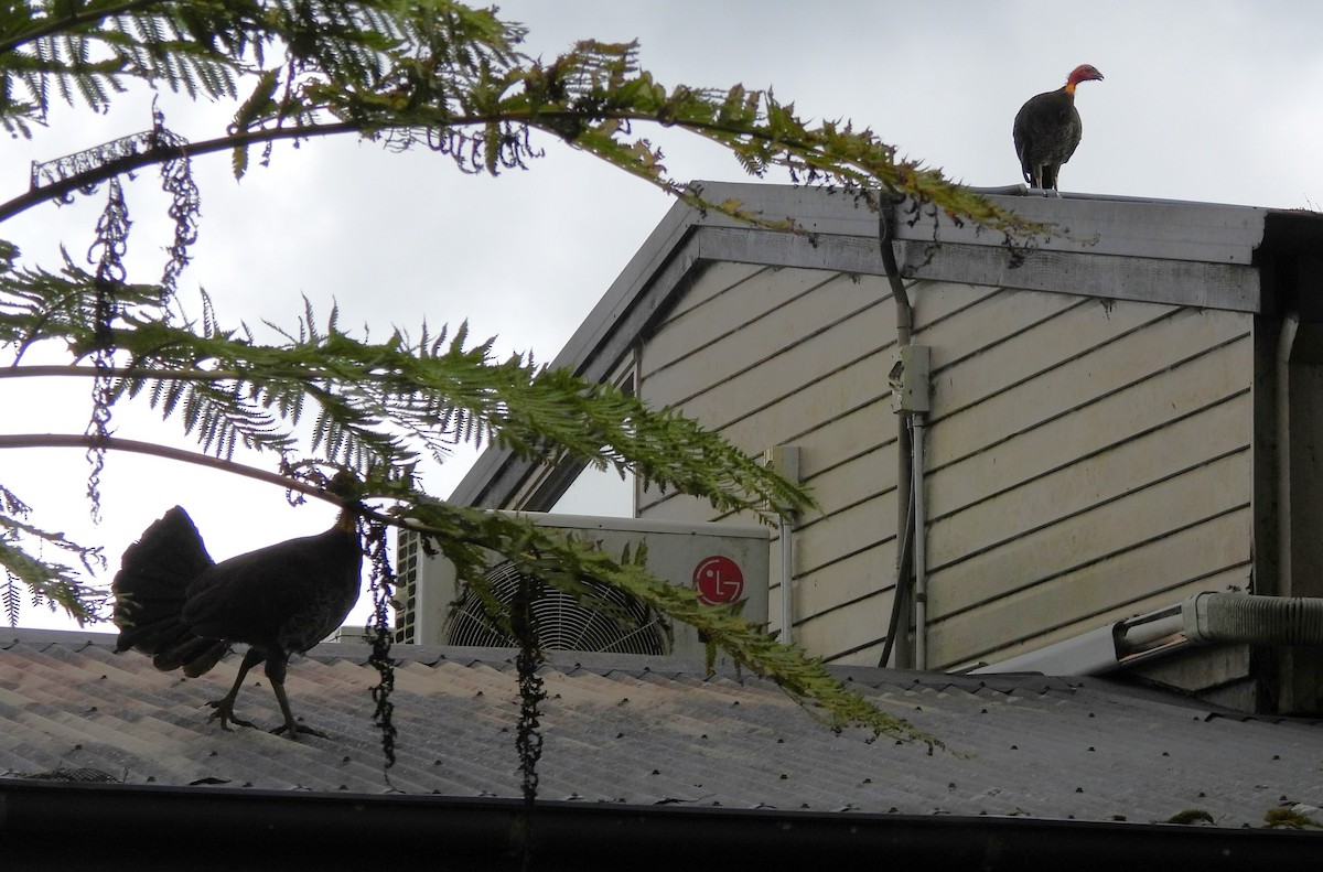Australian Brushturkey - ML641843152