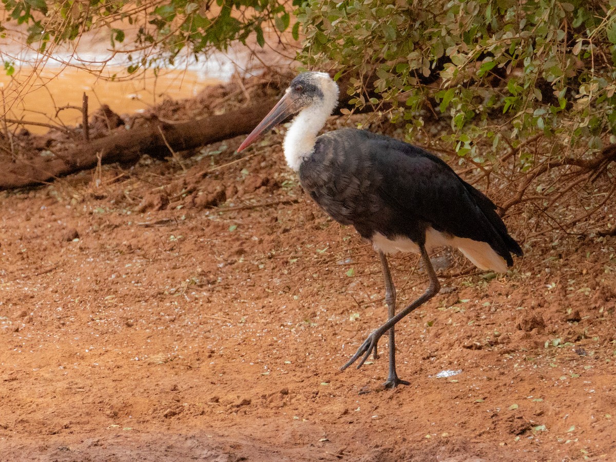 African Woolly-necked Stork - ML641843169
