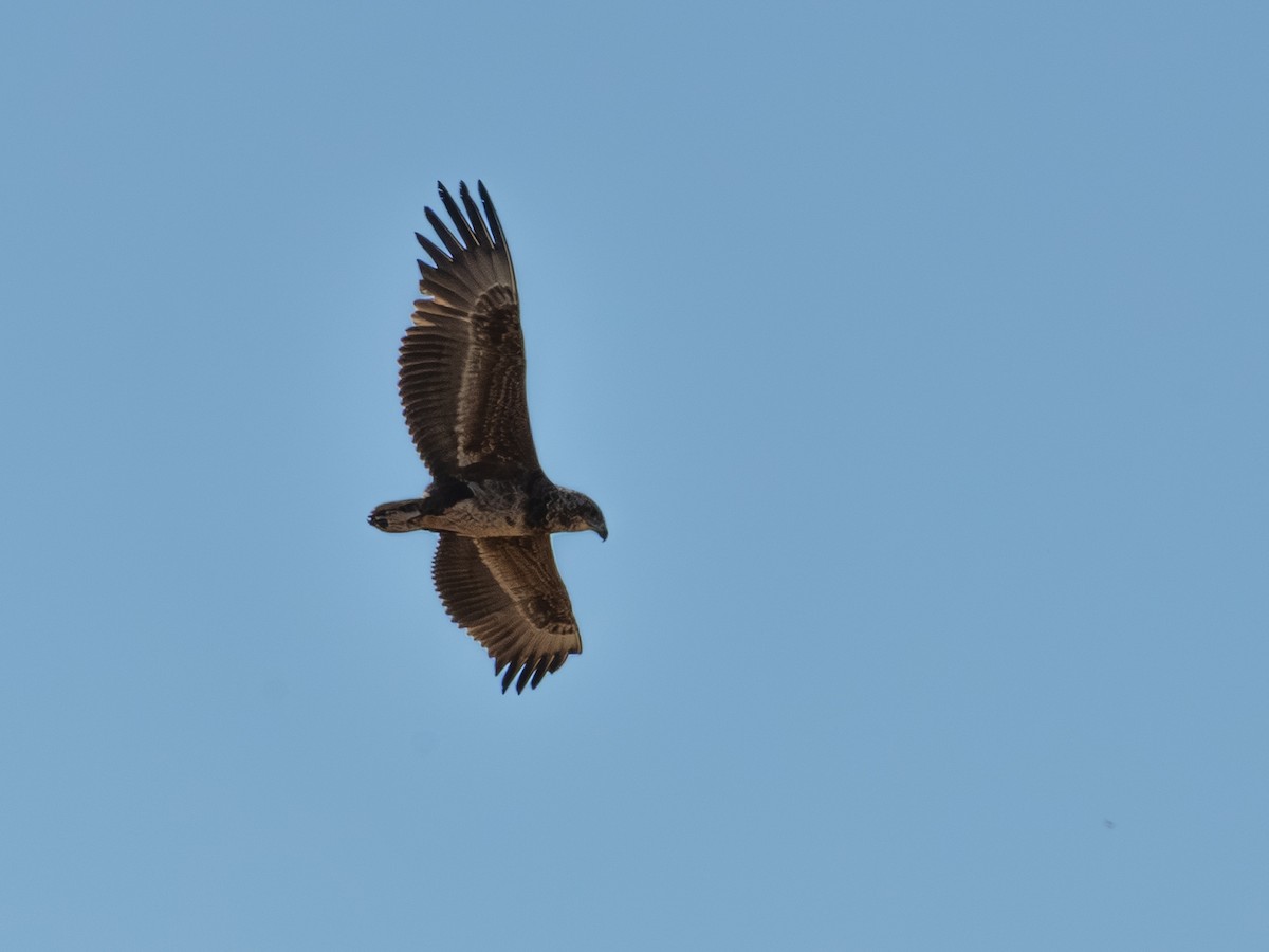 Bateleur - ML641843175