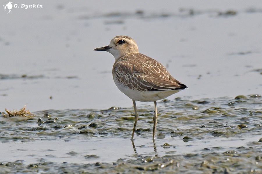Caspian Plover - ML641843182
