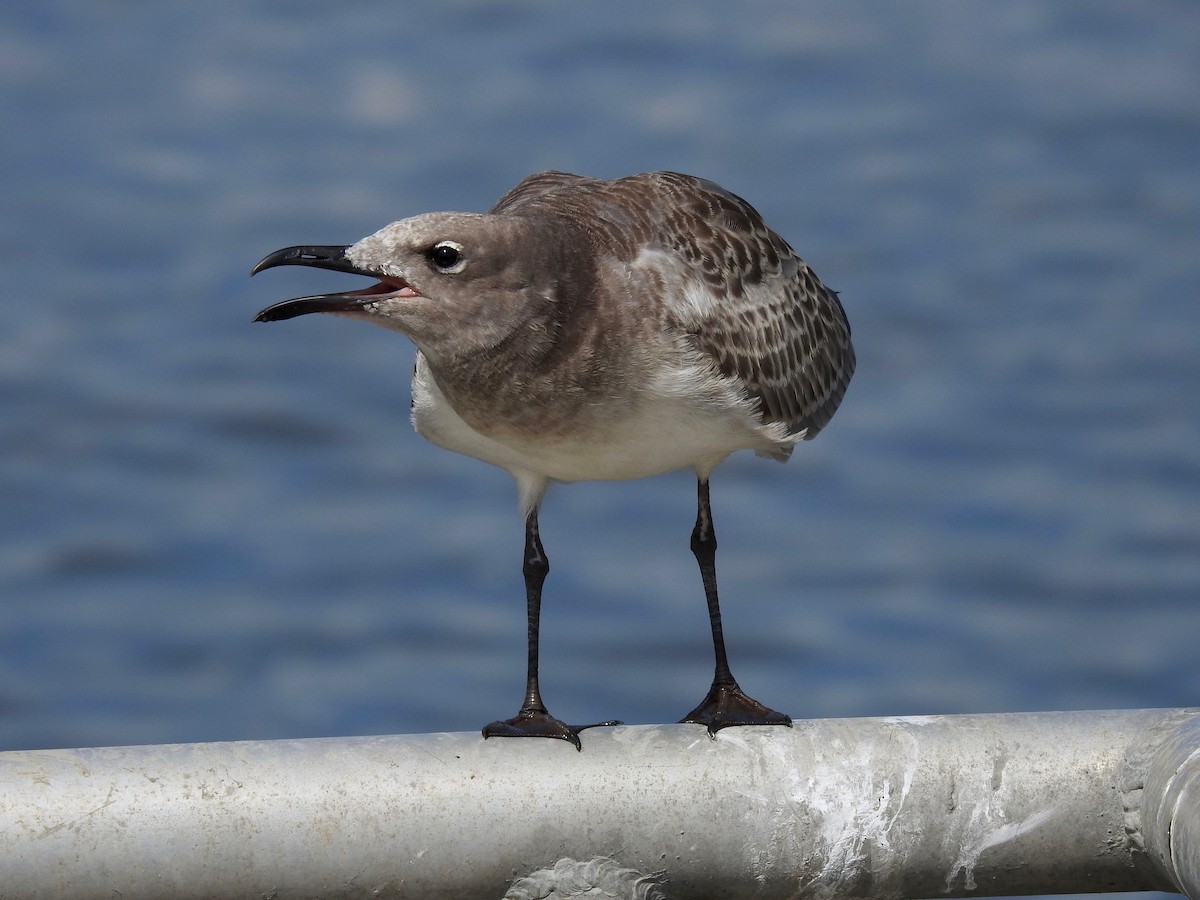 Laughing Gull - ML641843193