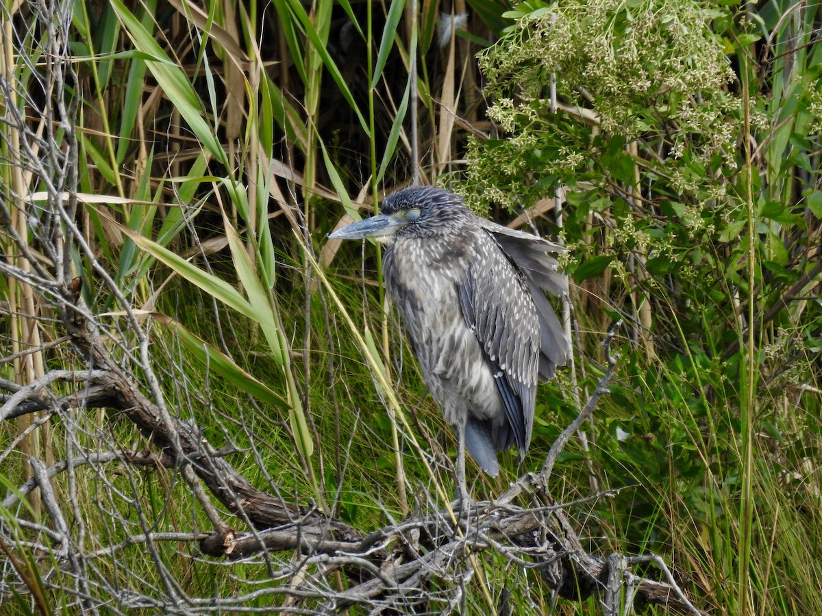 Yellow-crowned Night Heron - ML641843196