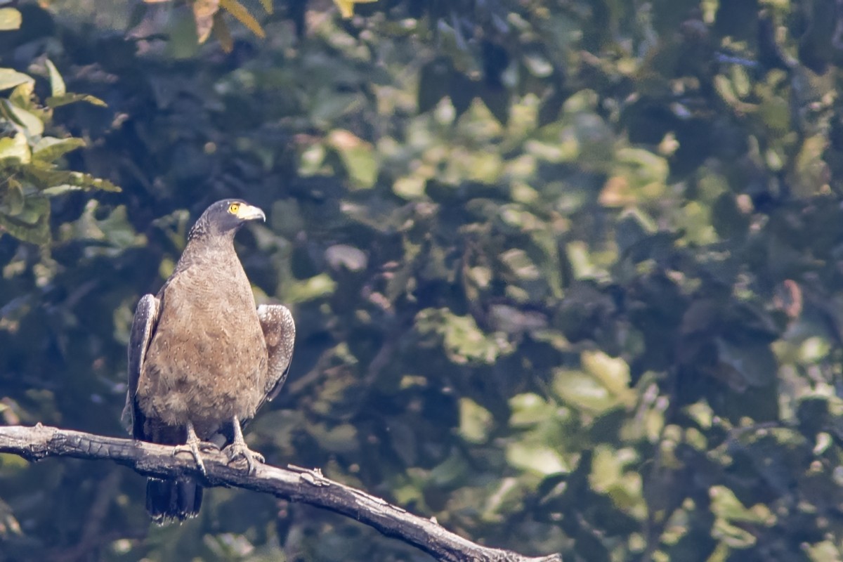 Crested Serpent-Eagle - ML641843197