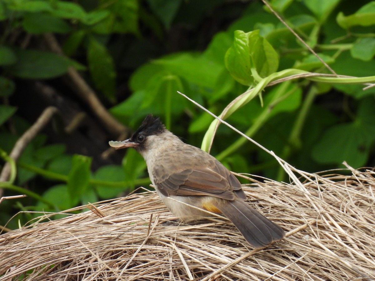 Sooty-headed Bulbul - ML641843220