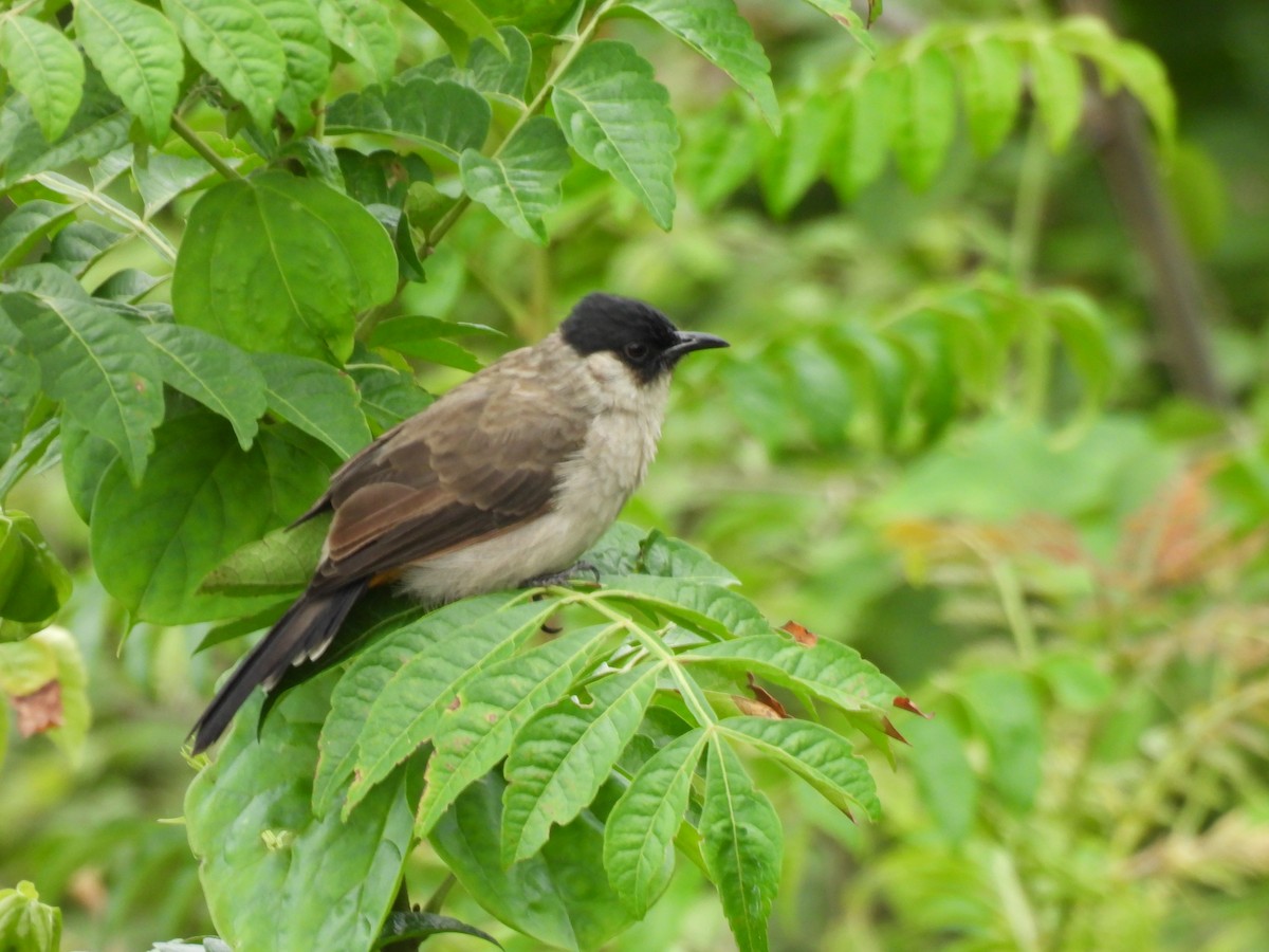 Sooty-headed Bulbul - ML641843221