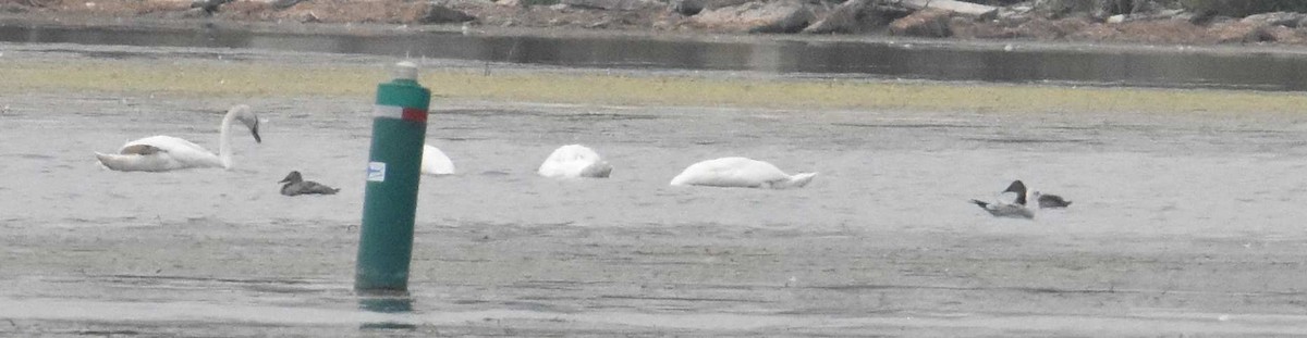 Canvasback - ML641843263