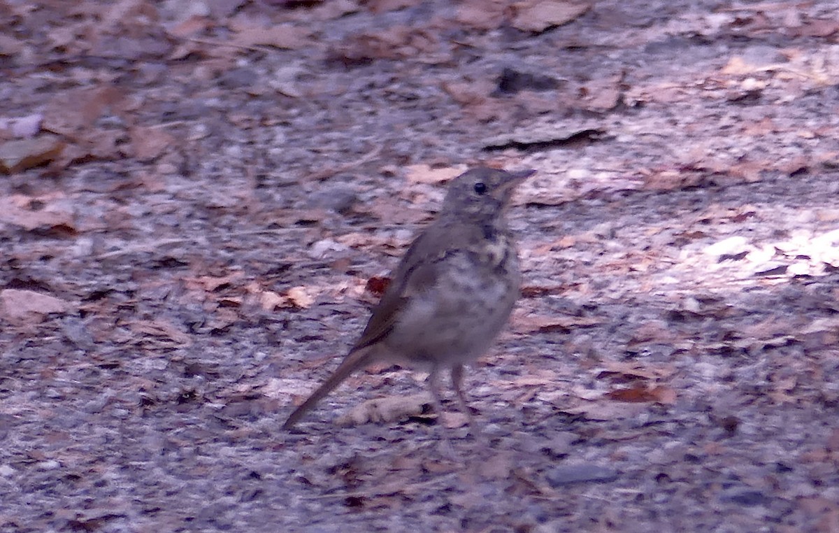 Hermit Thrush - ML641843271