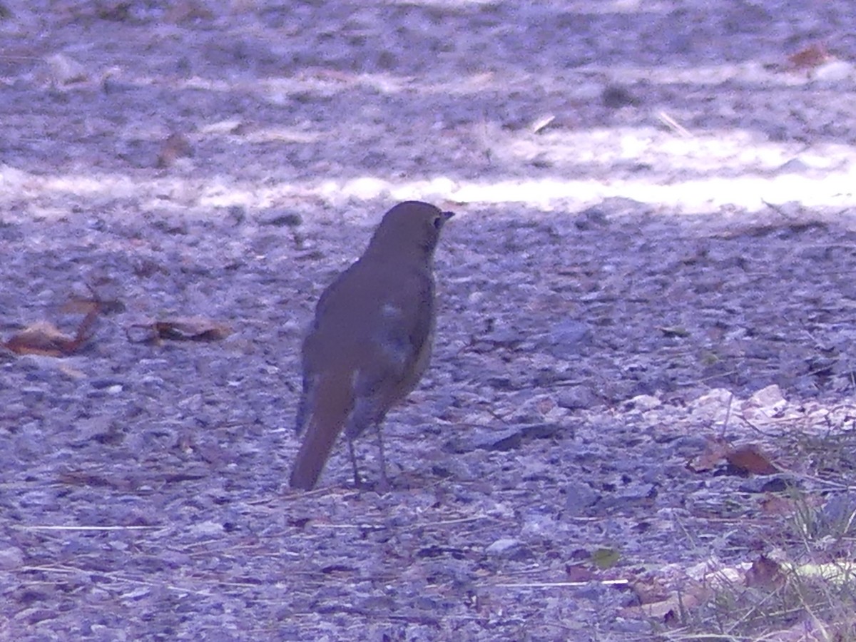 Hermit Thrush - ML641843272