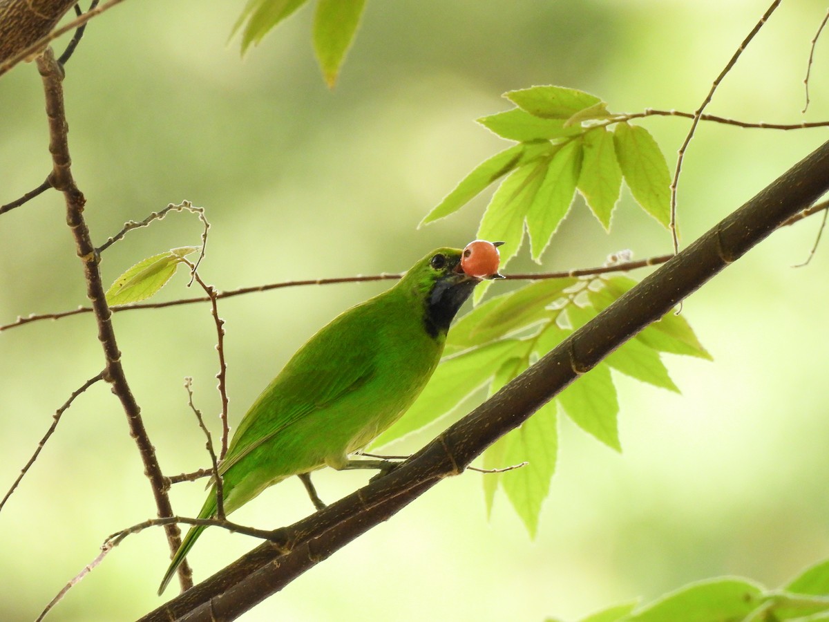 Golden-fronted Leafbird - ML641843286