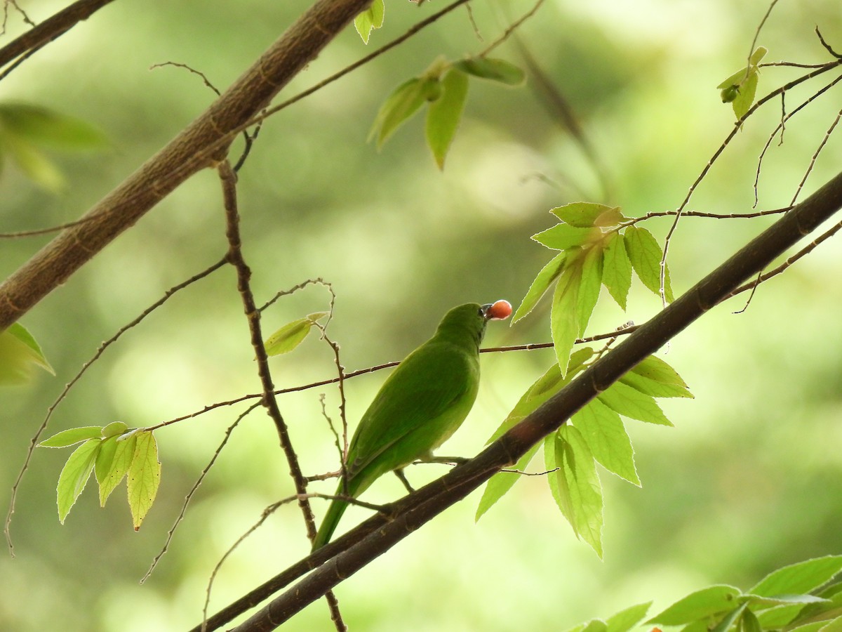 Golden-fronted Leafbird - ML641843287