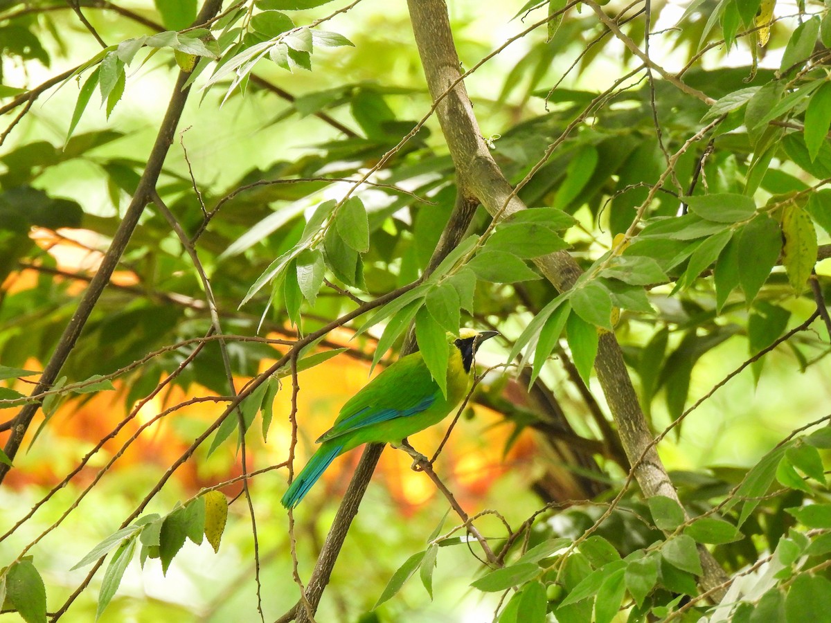 Blue-winged Leafbird - ML641843288