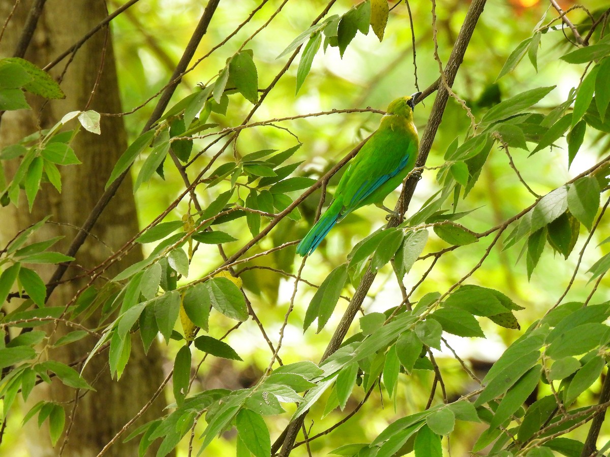 Blue-winged Leafbird - ML641843289