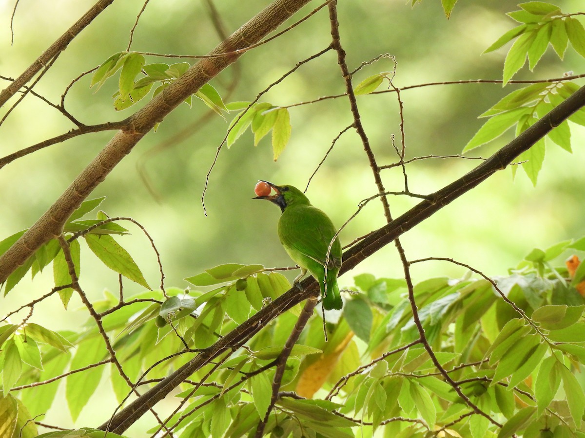 Golden-fronted Leafbird - ML641843290