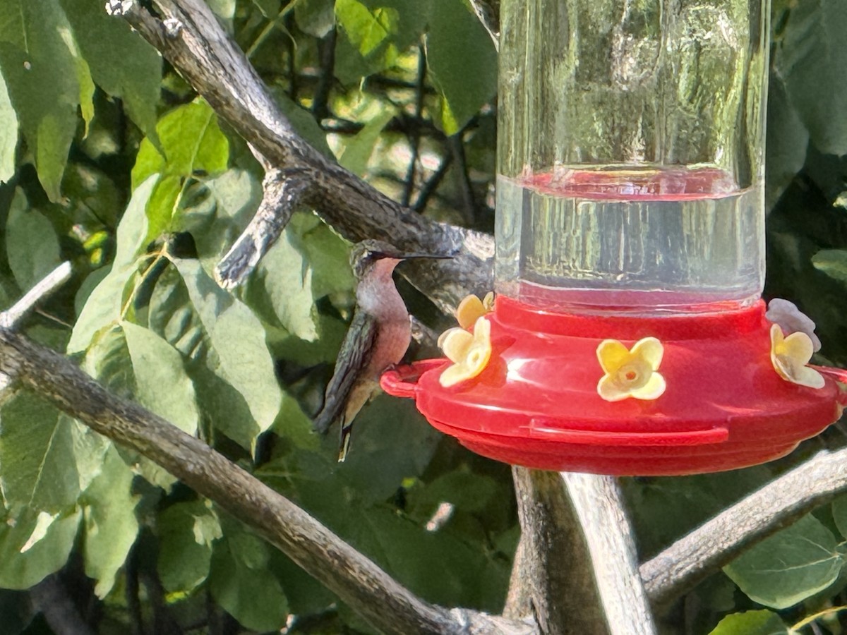 Colibrí Gorjirrubí - ML641843294