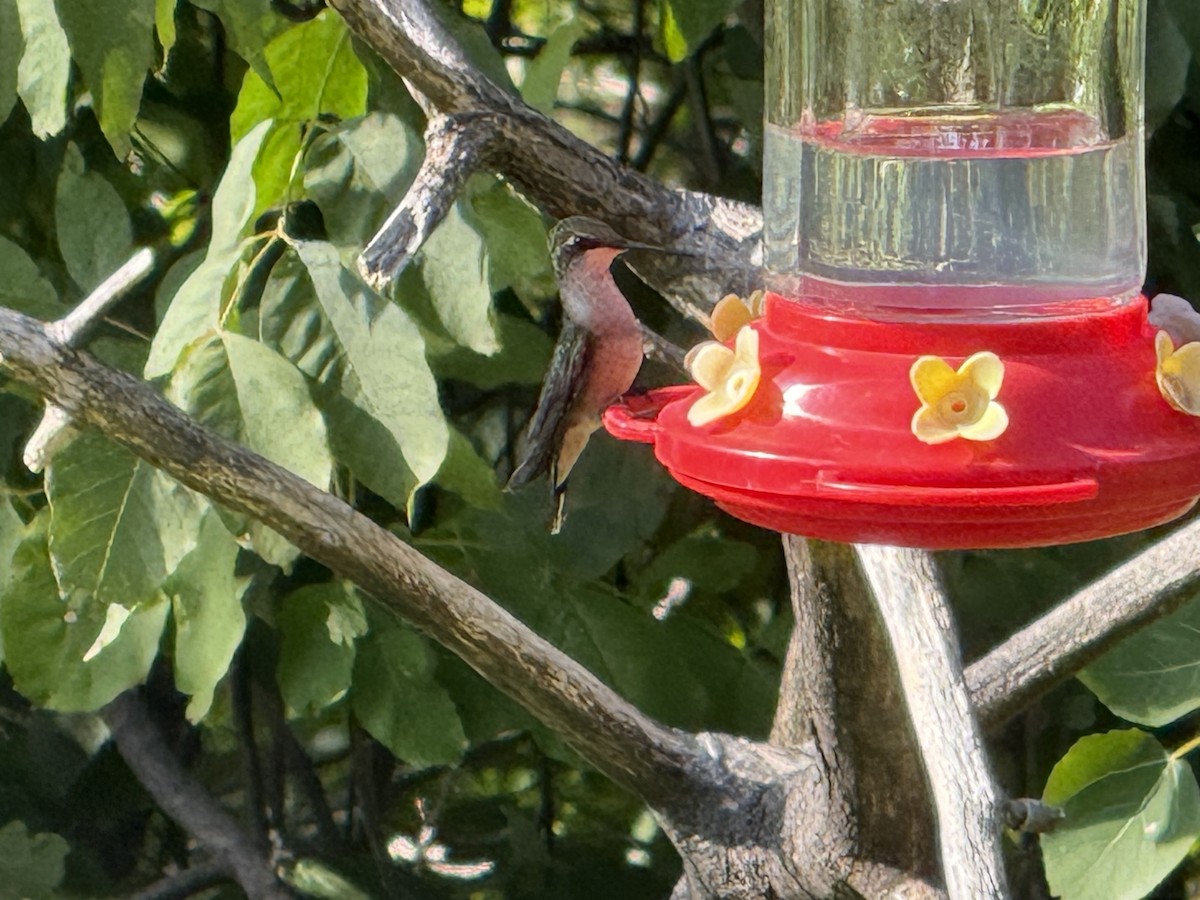Colibrí Gorjirrubí - ML641843295