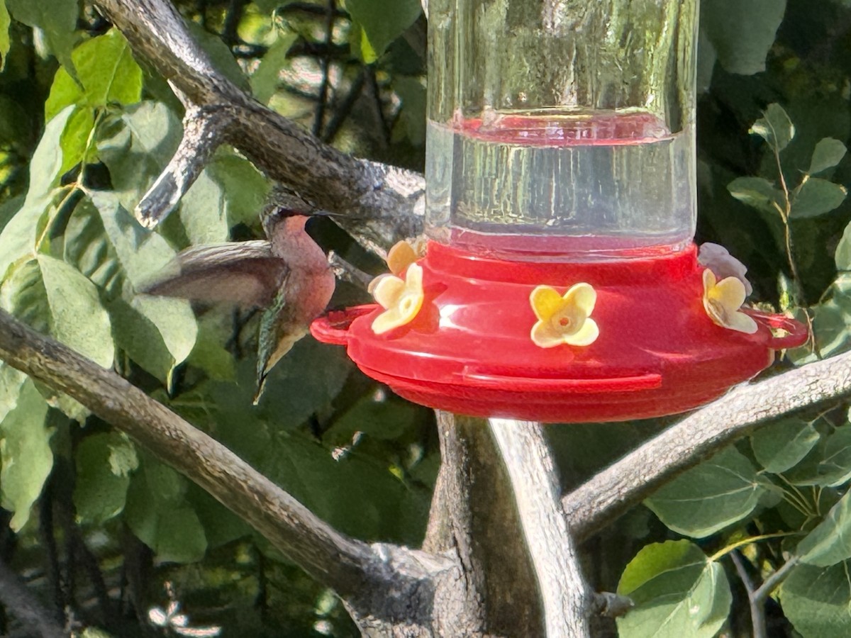 Colibrí Gorjirrubí - ML641843297