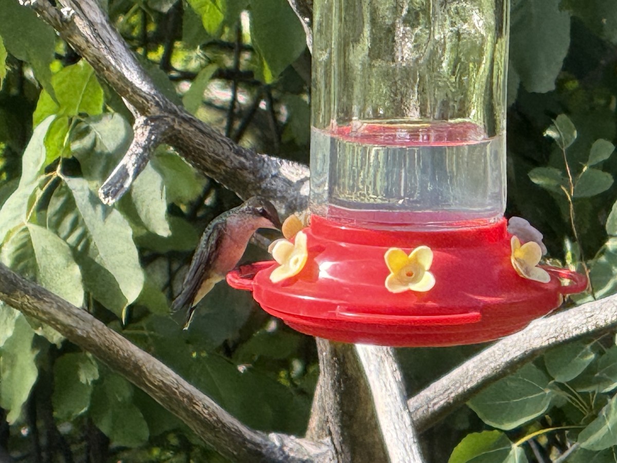 Colibrí Gorjirrubí - ML641843298