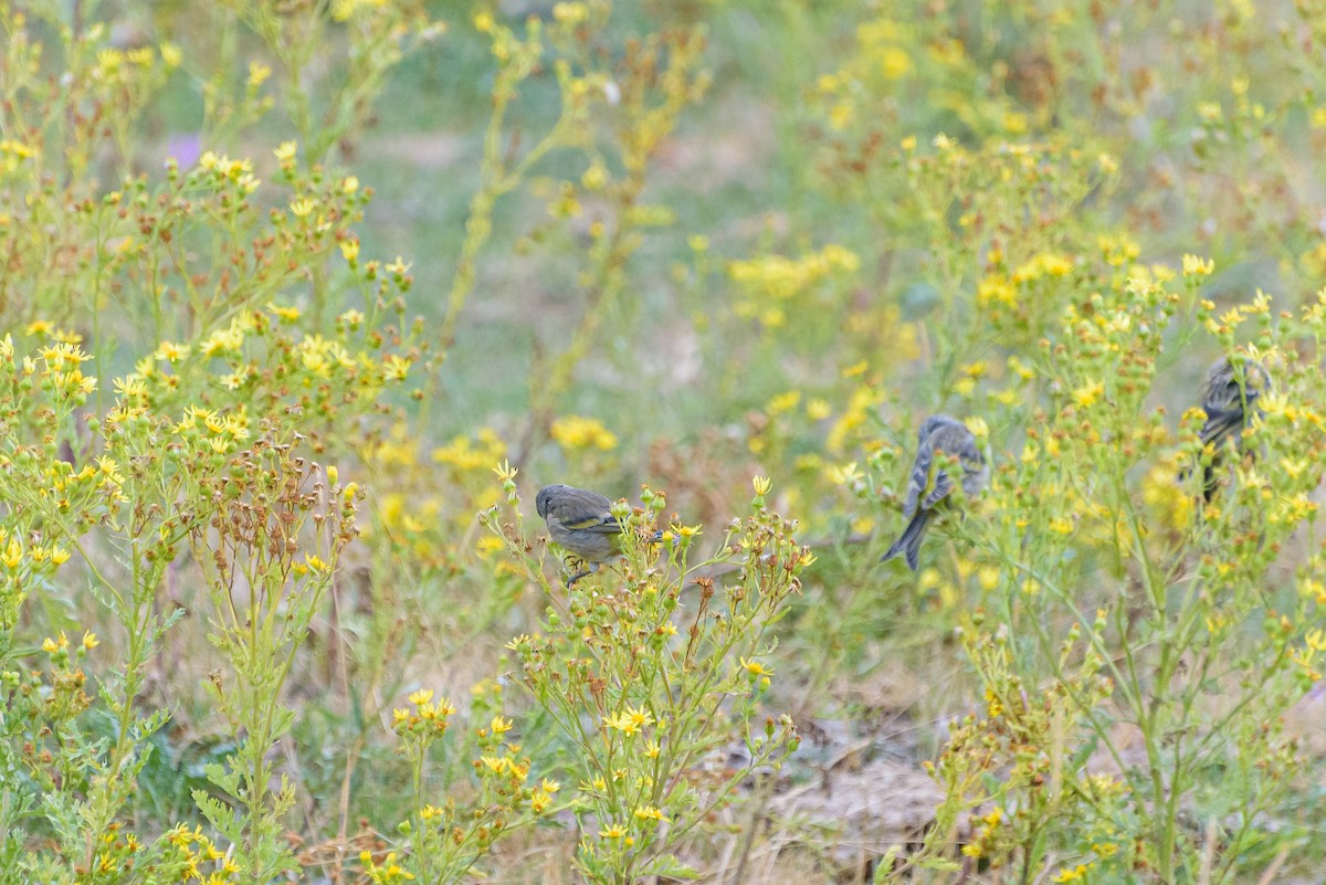 Citril Finch - ML641843352