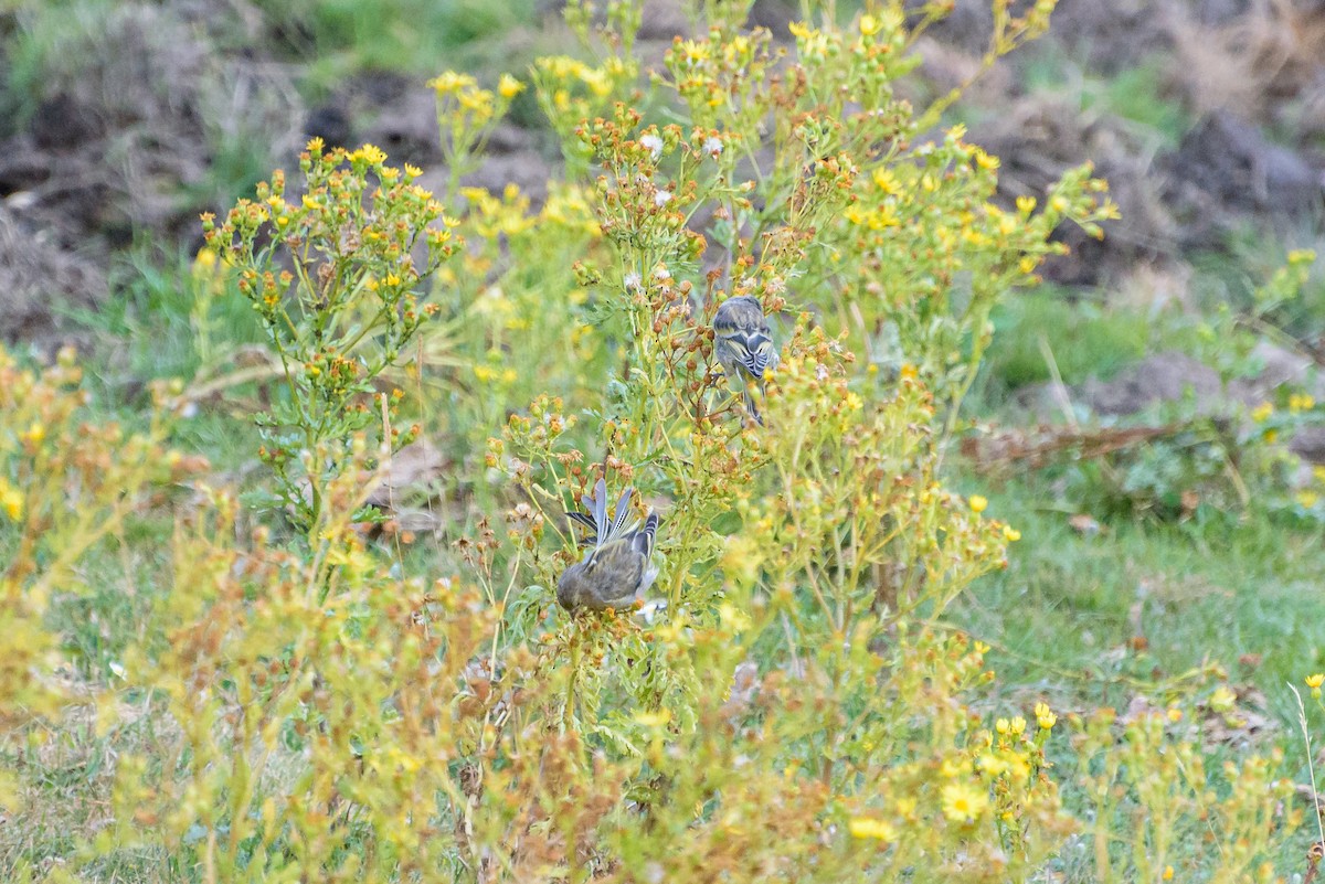 Citril Finch - ML641843353