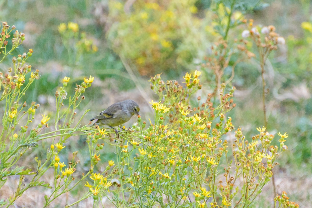 Citril Finch - ML641843356