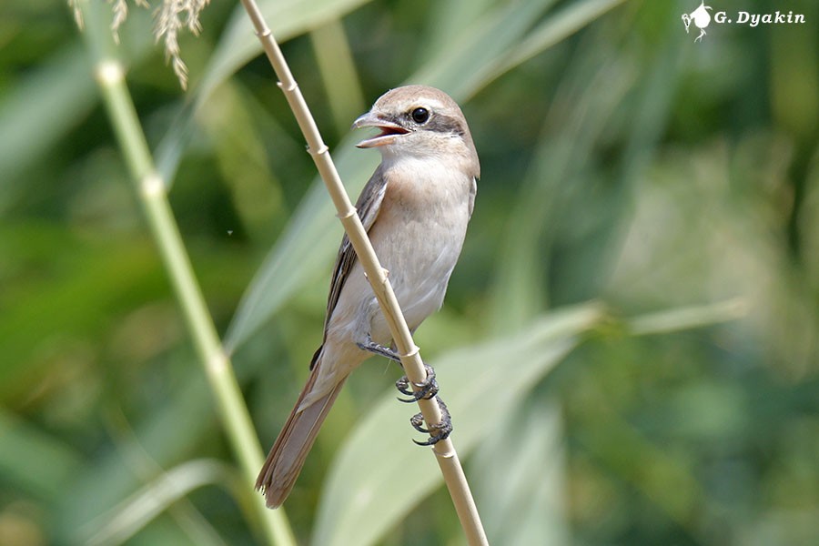 Isabelline Shrike - ML641843360
